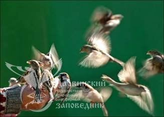 19 февраля - день орнитолога