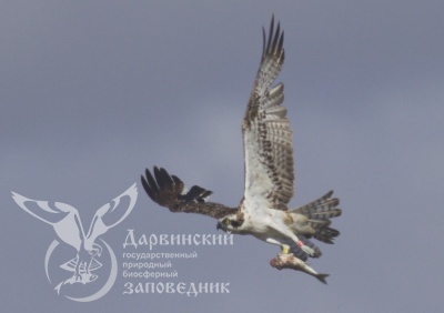 И снова рекорд!